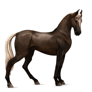 rijpaard lipizzaner lichtgrijs