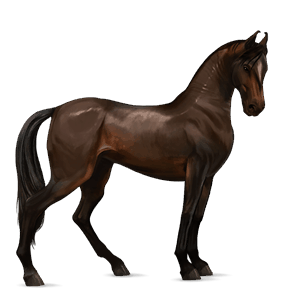 rijpaard lusitano donkerbruin