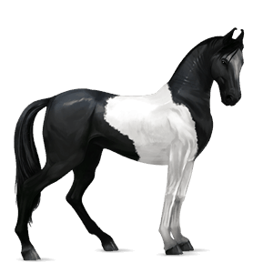rijpaard marwari zwarte tobiano