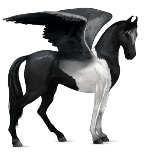 rijpaard-pegasus tinker zwarte tobiano