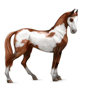 rijpaard lusitano gestippeld grijs