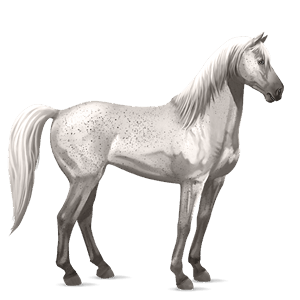 rijpaard lusitano wildkleur