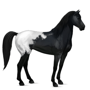 pony kerry bog zwarte tobiano