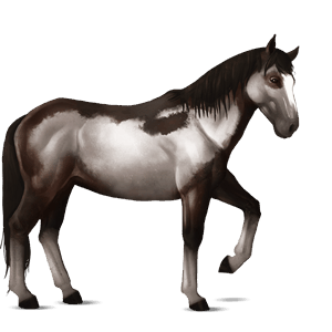 rijpaard lusitano wildkleur