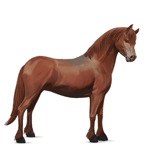 pony welsh kastanje