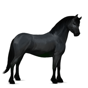 pony connemara zwart