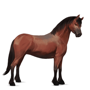 pony roodbruin