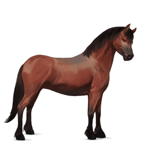 pony connemara roodbruin