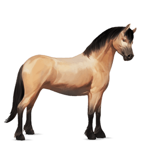 pony zweetvos kastanje 