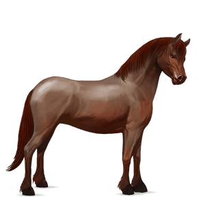 pony shetlander wildkleur