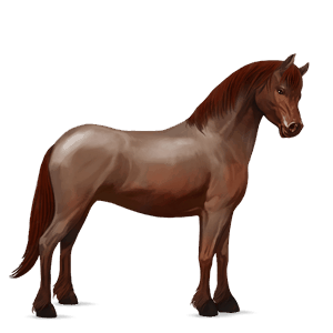 pony shetlander roodschimmel