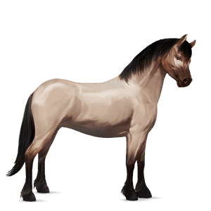 pony shetlander bruin