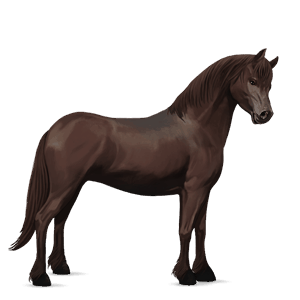 pony newfoundland pony gestippeld grijs