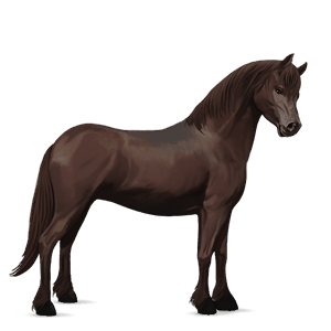 pony newfoundland pony donkerbruin