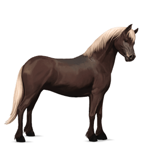 pony highland pony zweetvos lever kastanje 