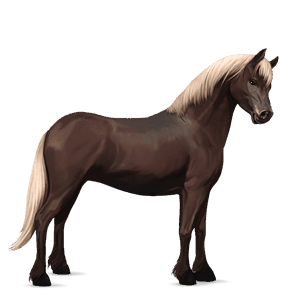 pony kerry bog bruine tobiano