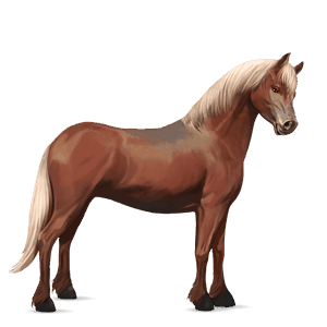 pony welsh zweetvos kastanje 