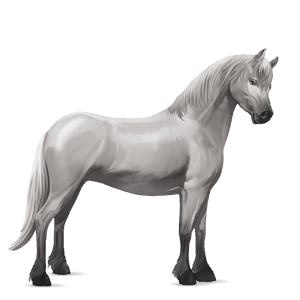 pony connemara lichtgrijs