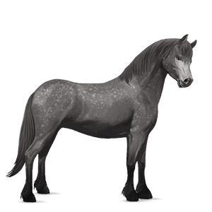 pony gestippeld grijs
