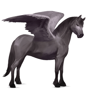 pony-pegasus connemara muisgrijs