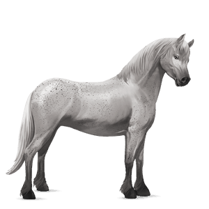 pony fjord brunblakk