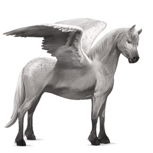 pony-pegasus fjord brunblakk