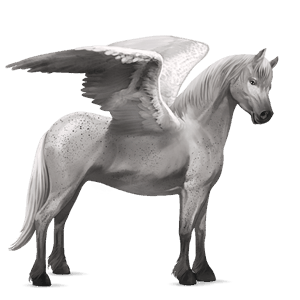 pony-pegasus connemara gestippeld grijs