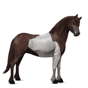 pony connemara zweetvos kastanje 