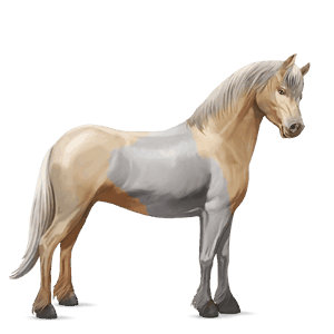 rijpaard lusitano donkerbruin