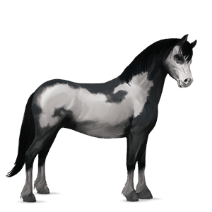 pony welsh zwart