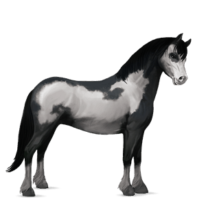 pony kerry bog zwart