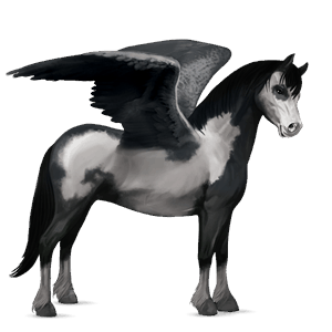 pony-pegasus welsh wildkleur