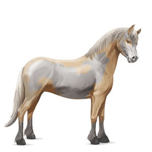pony shetlander bruine tobiano