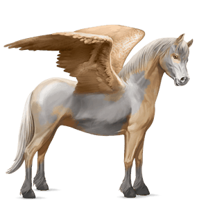 pony-pegasus fjord brunblakk