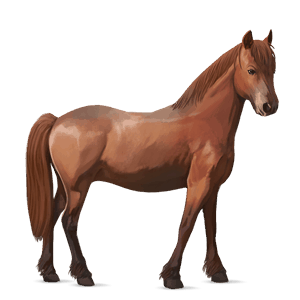 pony fjord brunblakk