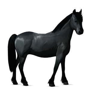 pony zwart