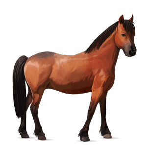 pony welsh roodbruin