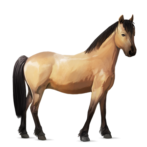 pony shetlander roodbruin