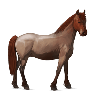pony highland pony muisgrijs