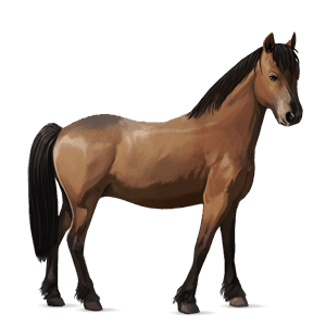 pony fjord rodblakk