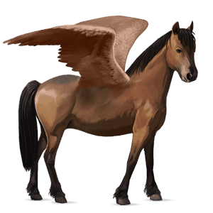 pony-pegasus shetlander bruin
