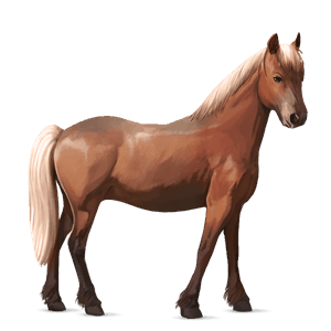 pony newfoundland pony wildkleur