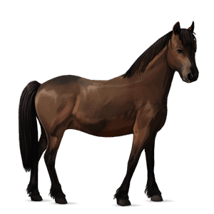 pony welsh donkerbruin