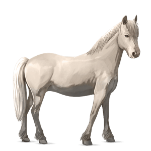 pony welsh kastanje