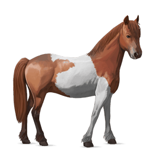 pony kerry bog kastanje tobiano
