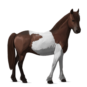 pony newfoundland pony roodbruin