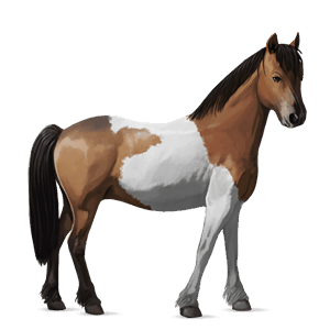 pony shetlander kastanje tobiano
