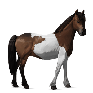 pony shetlander lever kastanje tobiano