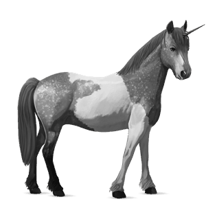 pony-eenhoorn shetlander zwart
