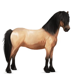 pony welsh gestippeld grijs